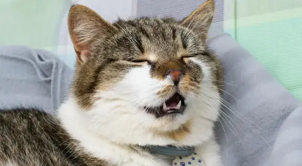 Un chat tigré bâille, le nez un peu humide, prêt à faire un gros pif.