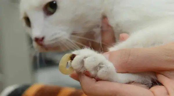 Gros plan sur une patte de chat blanc où une griffe incarnée, visiblement gênante, est examinée par une main humaine.