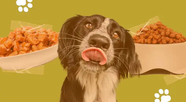Un chien lèche ses babines devant des bols de croquettes et de pâtée. La question : peut-on mélanger croquettes et pâtée pour chien ?