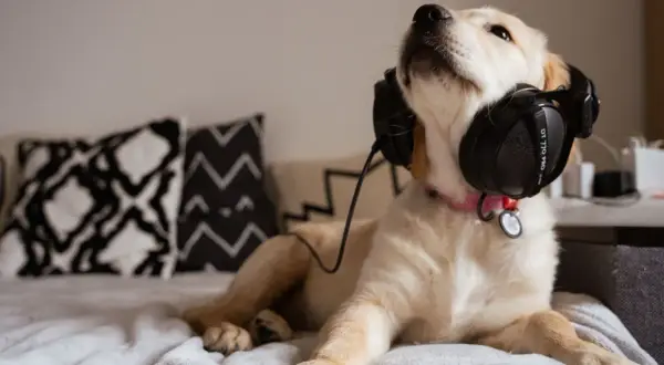 Un chiot golden retriever écoute de la musique pour chien qui aboie, détendu sur un lit avec des coussins graphiques.