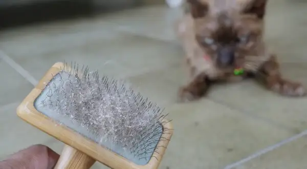 Brosse à chat pellicule blanche dos. Le chat brun est flou en arrière-plan, attendant patiemment son toilettage.