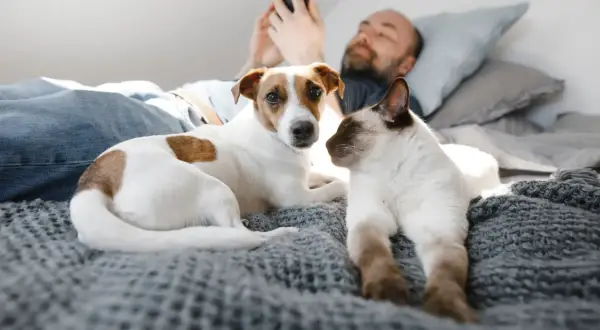 Un homme utilise son téléphone, allongé dans un lit avec son chien et son chat. Un moment paisible pour dormir avec son chat et son compagnon canin.