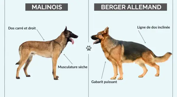 Comparaison entre un Malinois au dos droit et musclé, et un Berger Allemand au gabarit puissant et au dos incliné.