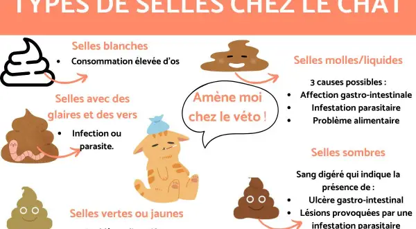 Selles sombres chez le chat : sang digéré, ulcère, infestation parasitaire ou blessure anale. Amène ton chat chez le vétérinaire !