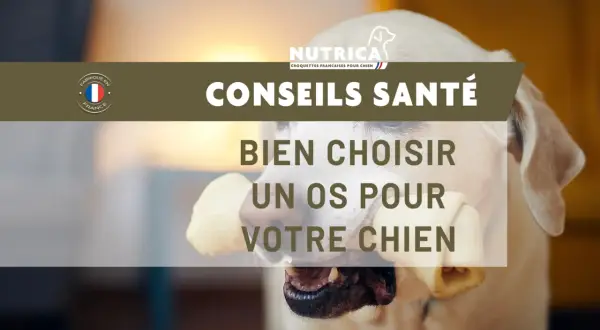 Un chiot heureux mâchouille un os, profitant d'un moment de plaisir. Conseils santé pour bien choisir un os à mâcher pour votre chien.