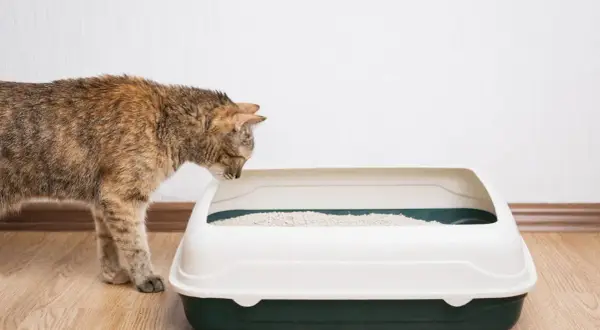 Un chat tigré renifle une litière propre. La taille de la litière chat est parfaite pour lui.