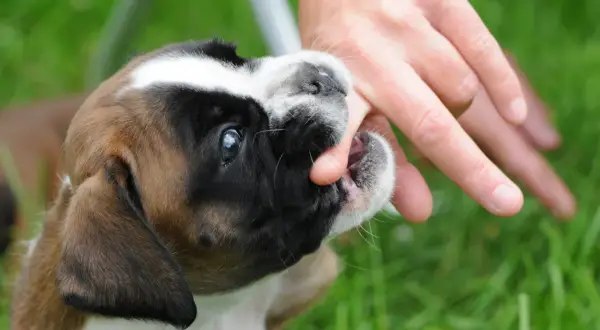 Un chiot boxer mordille la main d'une personne qui marche dans l'herbe. Ses petites dents s'enfoncent dans la peau.