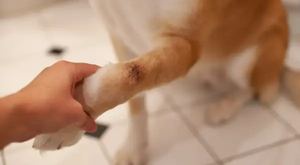 Une main tient la patte d'un chien, révélant une lésion cutanée suspecte de pyodermite sur son avant-bras.