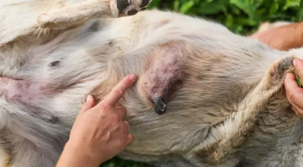 Un chien atteint d'un lymphome, une masse visible sur son ventre. L'espérance de vie sans chimio est une préoccupation majeure.