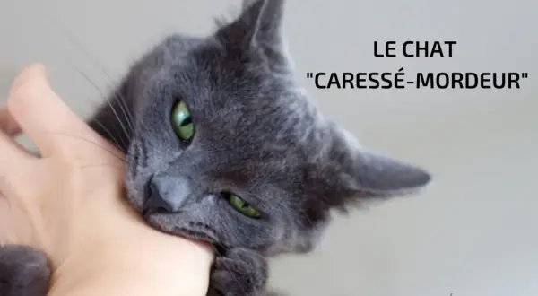 Un chat gris aux yeux verts mordille une main. Apprenez comment caresser un chat pour éviter ce comportement.
