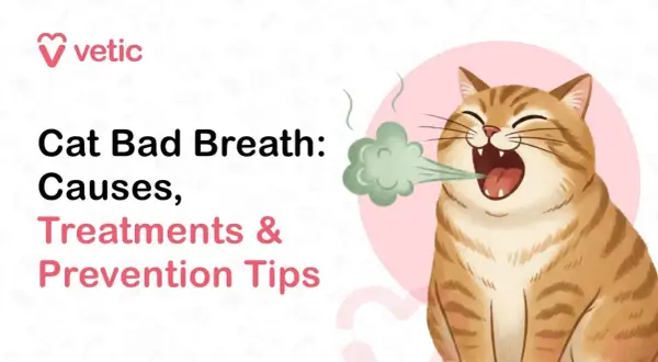 Un chat tigré aux yeux fermés émet une vapeur verte, signe d'un chat mauvaise haleine. Le texte indique "Cat Bad Breath: Causes, Treatments & Prevention Tips".