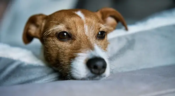 Un adorable chiot seul la journée, le regard triste, repose sur un coussin douillet.