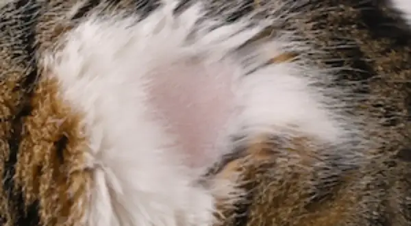 Zone de peau rose et lisse sur le flanc d'un chat tigré, indiquant une pelade chat.