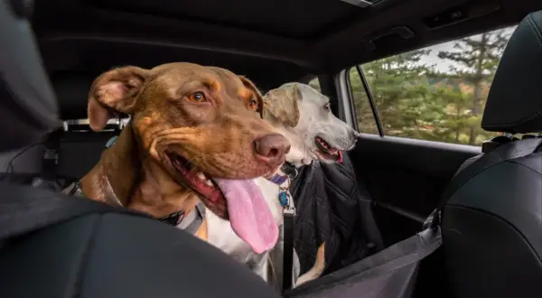 Deux chiens, dont un chien stressé en voiture, regardent par la fenêtre. L'un est brun avec la langue pendante, l'autre est blanc et porte un manteau noir.