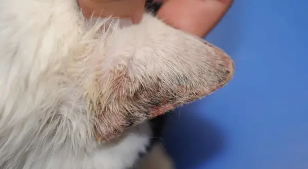 Oreille de chat blanc présentant une dermatite solaire, avec des zones rouges et croûteuses sur le bord.