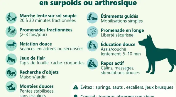 Conseils pour l'arthrose du chien : promenades douces, jeux de flair, natation. Évitez les sauts et escaliers.