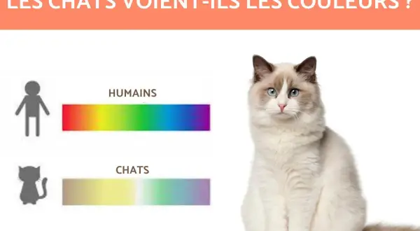 Les chats voient-ils les couleurs ? Comparaison des spectres de couleurs humains et félins. Un chat Ragdoll est assis à droite.