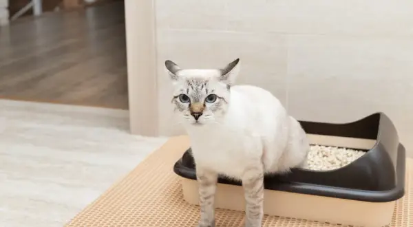 Un chat aux yeux bleus est assis dans sa litière, peut-être surveille-t-il les signes de calcul urinaire chat.