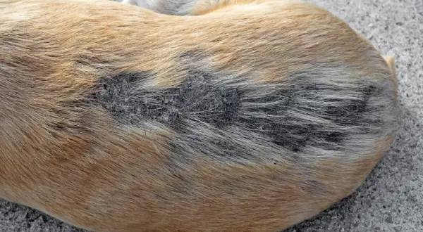Gros plan sur le dos d'un chien boule de poil, avec une zone de perte de poils et de peau irritée.