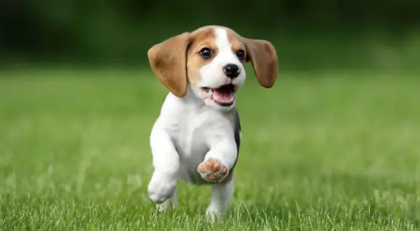 Un adorable petit chien race beagle court joyeusement sur l'herbe verte, les oreilles au vent.
