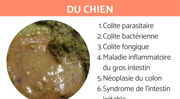 Gros plan sur des selles de chien molles, avec du sang et des glaires, suggérant diverses affections intestinales.