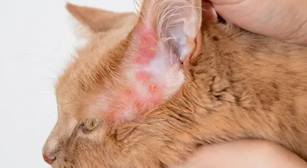 Oreille rouge et irritée d'un chat roux, signe possible d'une allergie chat.