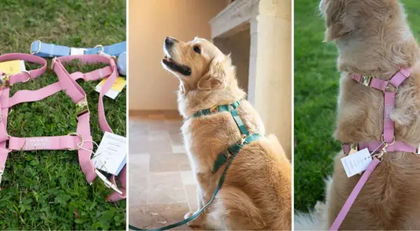 Harnais rose et bleu pour chien, montrant la **taille harnais chien** et un golden retriever portant un harnais vert.