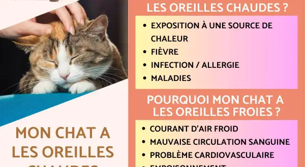 Un chat aux oreilles rouges est caressé. L'image explique pourquoi les oreilles d'un chat peuvent être chaudes ou froides.