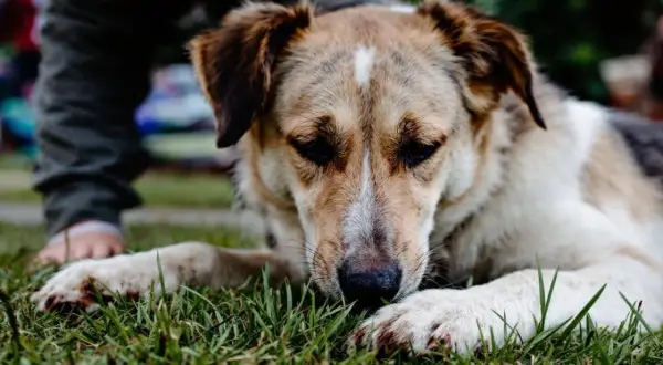 Mon chien mange de l'herbe, couché sur la pelouse. Un enfant est près de lui.