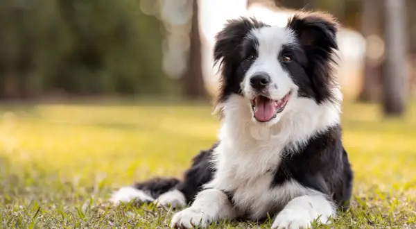 Un adorable border collie au poil noir et blanc, couché sur l'herbe verte, la langue pendante et l'air joyeux.