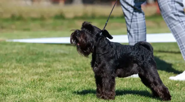 Un schnauzer nain taille parfaite, noir et fier, se tient sur l'herbe verte, prêt pour la présentation.