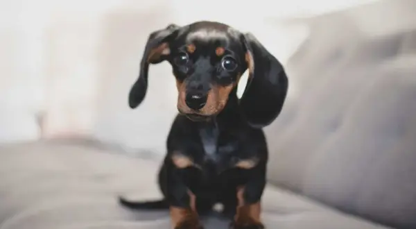 Adorable chiot teckel, un exemple de liste race de chien petit, avec ses longues oreilles tombantes et son regard attendrissant.