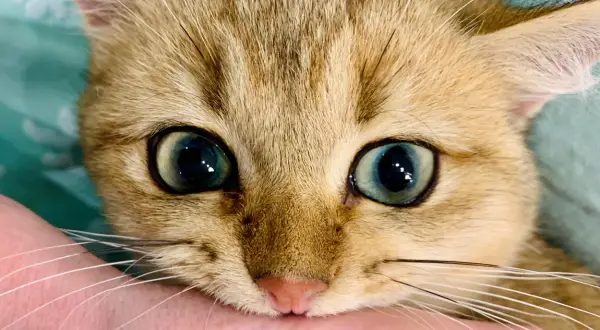 Un chaton aux grands yeux bleus mordille doucement une main. Pas besoin de savoir comment punir un chat qui attaque quand il est si mignon !