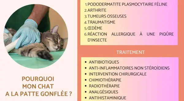 Un vétérinaire panse la patte d'un chat, peut-être suite à une entorse. L'image liste les causes et traitements pour une patte gonflée chez le chat.