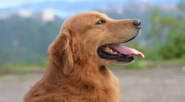 Un golden retriever au pelage doré, langue pendante, semble réfléchir à quel chien est fait pour moi.