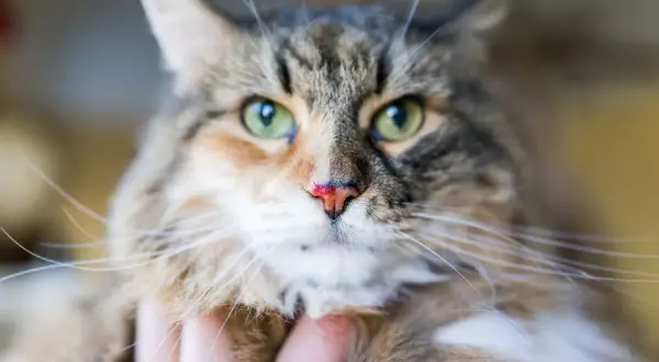 Gros plan sur un chat tigré aux yeux verts, le nez légèrement rougi, comme s'il avait eu un petit accident.