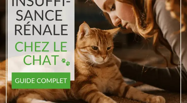 Une femme caresse un chat roux, le texte indique "Insuffisance rénale chez le chat".