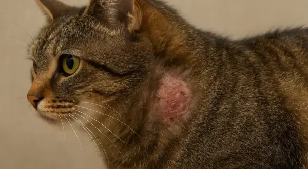 Un chat tigré présente une lésion cutanée rouge et irritée sur le flanc, possiblement due à une teigne menton chat.