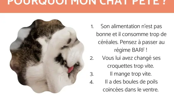 Un chat tigré et blanc, le nez replié, semble se lécher. Le texte explique pourquoi un chat pète, suggérant des causes comme l'alimentation ou les boules de poils.