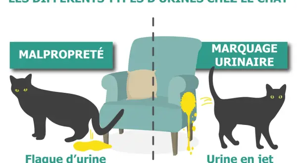 Un chat noir fait une flaque d'urine au sol, à côté de lui une goutte de sang par terre. L'image illustre les différents types d'urine chez le chat.