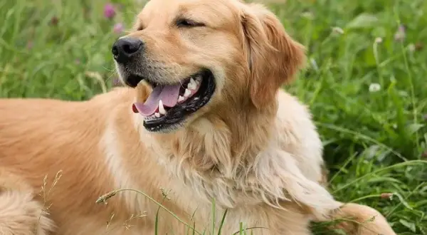 Un golden retriever heureux, le voile du palais visible, se repose dans l'herbe verte.