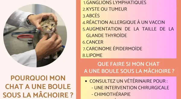 Un vétérinaire examine un chat, cherchant la cause d'une boule sous la mâchoire. L'image liste 8 causes possibles, dont un kyste ou une tumeur.