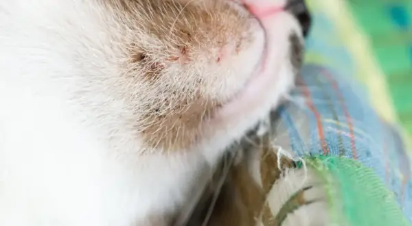 Gros plan sur le museau d'un chat blanc et roux, montrant des points noirs et rouges, possible acné du chat. Un traitement naturel pourrait aider.