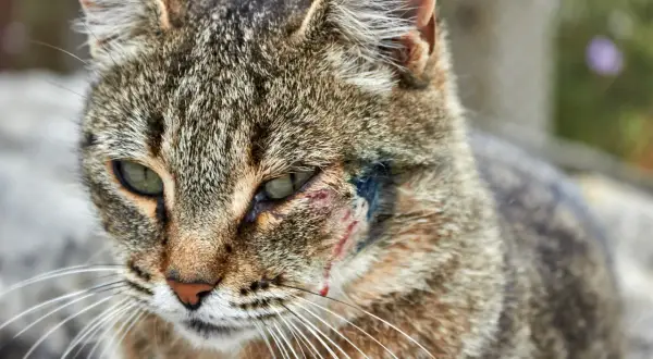 Gros plan sur un chat tigré au regard triste, avec une plaie infectée visible sur sa joue, près de l'œil.