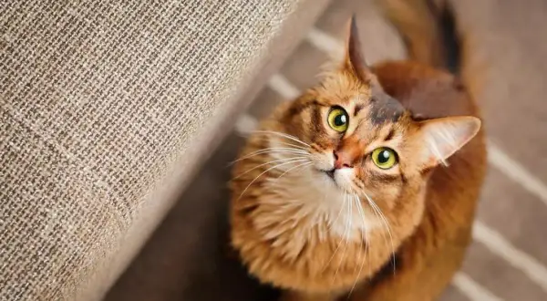 Un chat roux aux yeux verts vous fixe intensément, peut-être se demande-t-il pourquoi mon chat me fixe. Il est assis près d'un canapé.