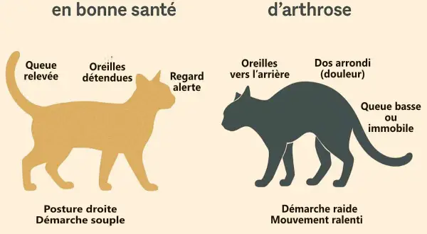 Illustration comparant un chat sain (queue relevée, démarche souple) et un chat souffrant d'arthrose, notamment à la patte avant, montrant un dos arrondi et une démarche raide.