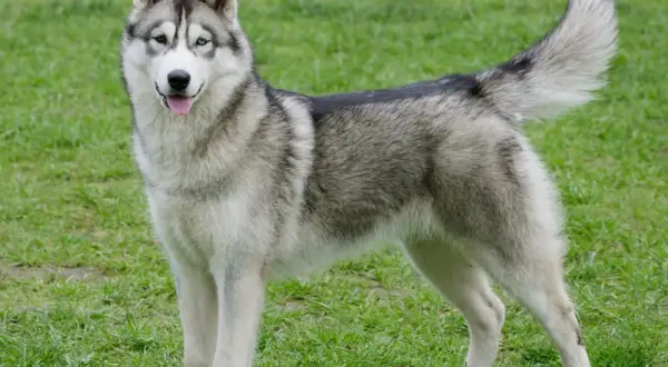 Un magnifique husky de Sibérie aux yeux bleus et marrons se tient fièrement sur l'herbe verte.