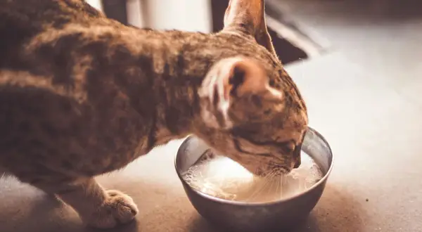 Un chat tigré boit du lait dans une gamelle. Est-ce dangereux de donner du lait à un chat ? La réponse est souvent oui, car ils sont intolérants au lactose.