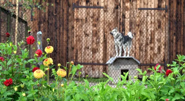 Un chien sibérien sur son abri, derrière une clôture, en attendant de faire garder son chien par la SPA. Fleurs rouges et jaunes au premier plan.