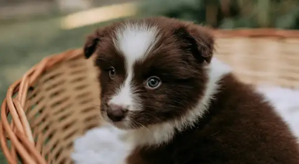 Un adorable chiot brun et blanc dans un panier en osier. Il est encore jeune, mais on se demande à quel âge un chiot est propre la nuit.